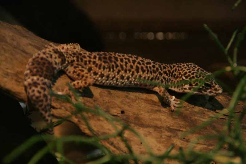 Nieuw-Zeeland 2011 - 0519